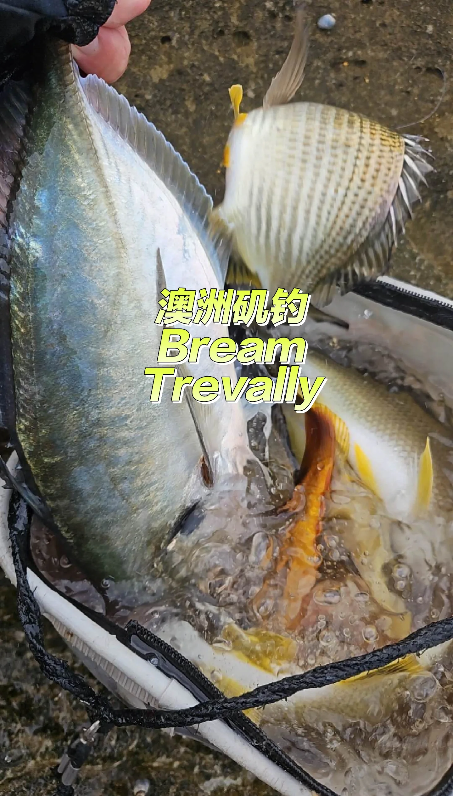 澳洲出海钓鱼价格(澳洲出海钓鱼价格查询)