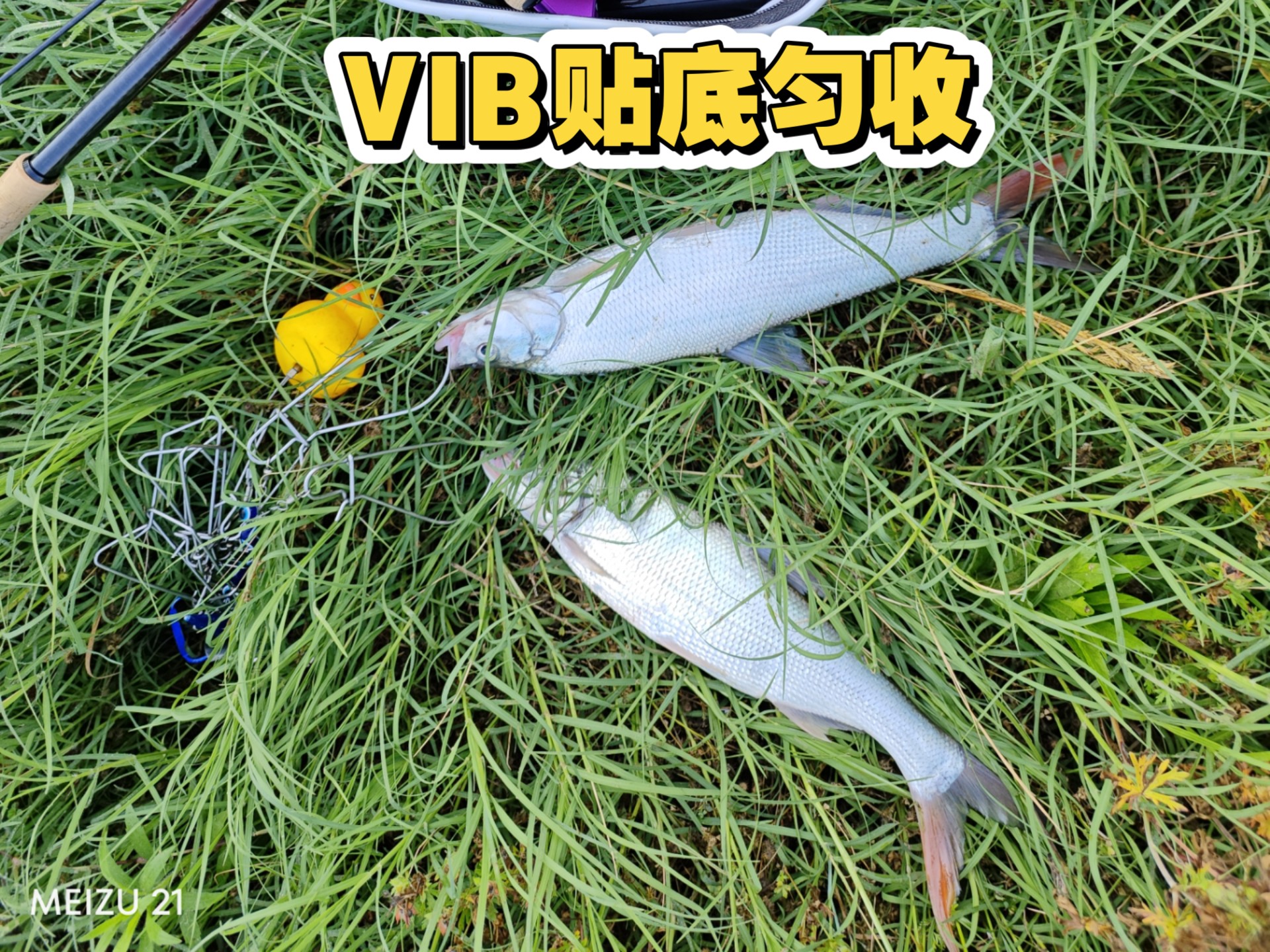 路亚红朱(路亚红友技巧)