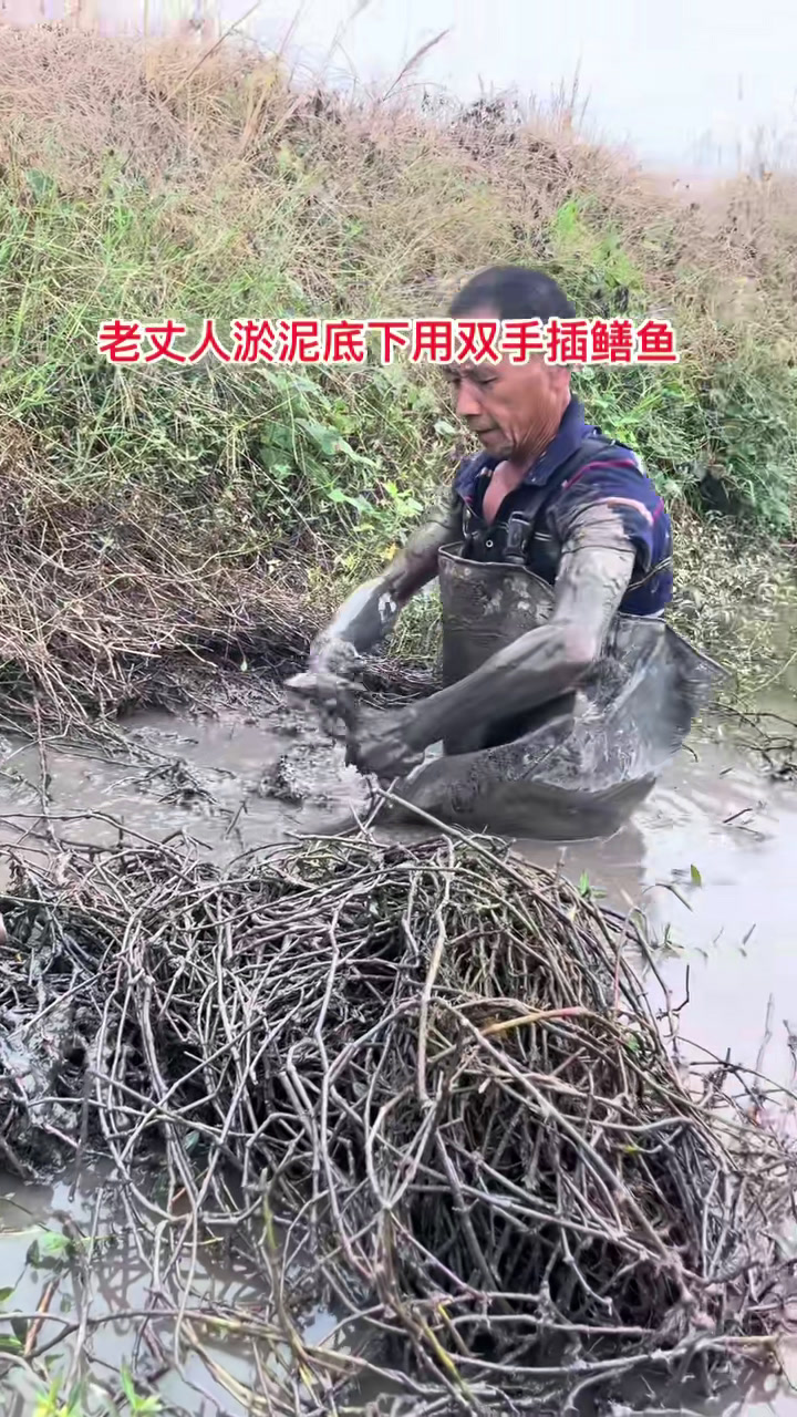 抓黄鳝技巧视频(抓黄鳝技巧视频教程)