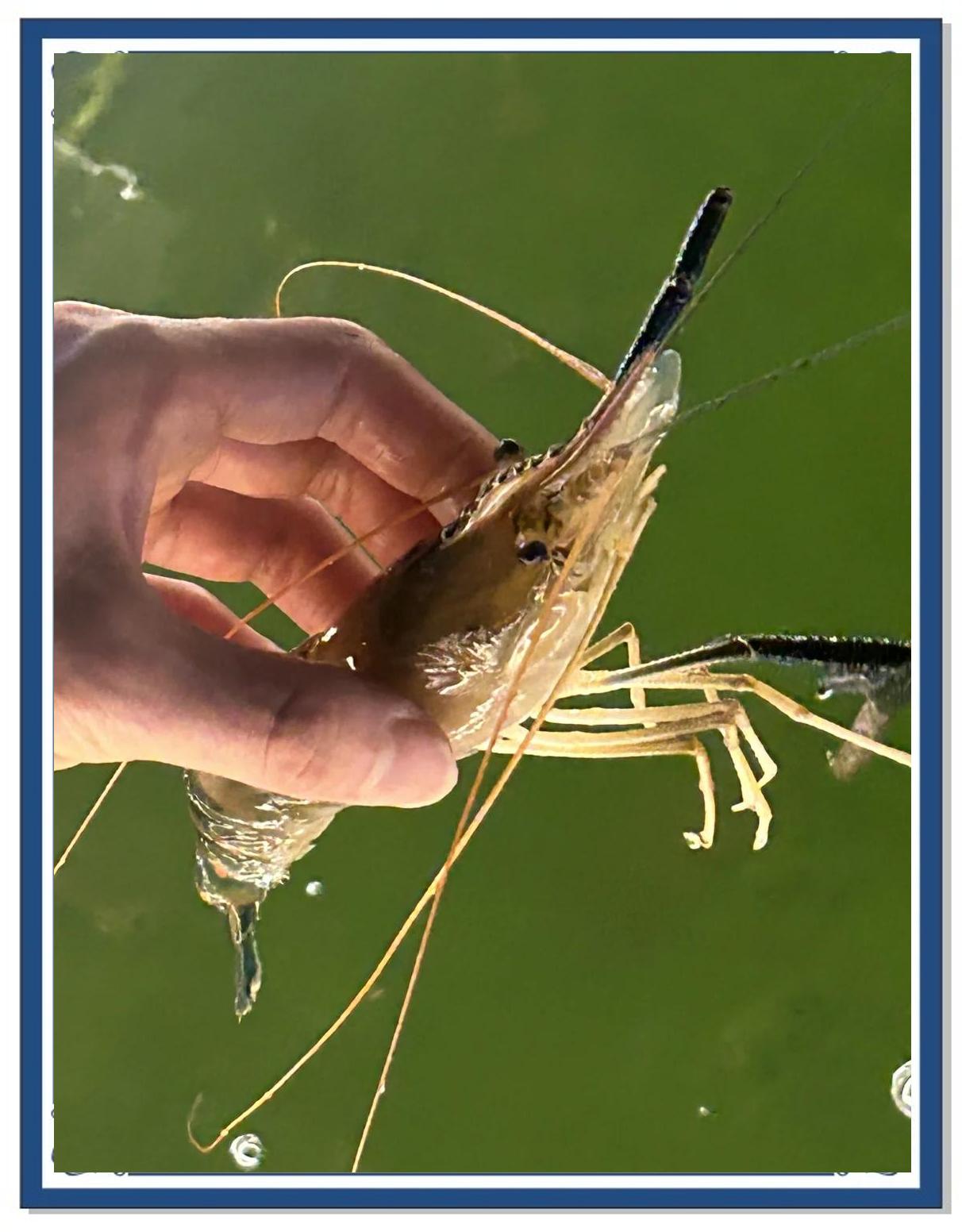 海钓挂活虾方法(海钓挂虾的钓法)
