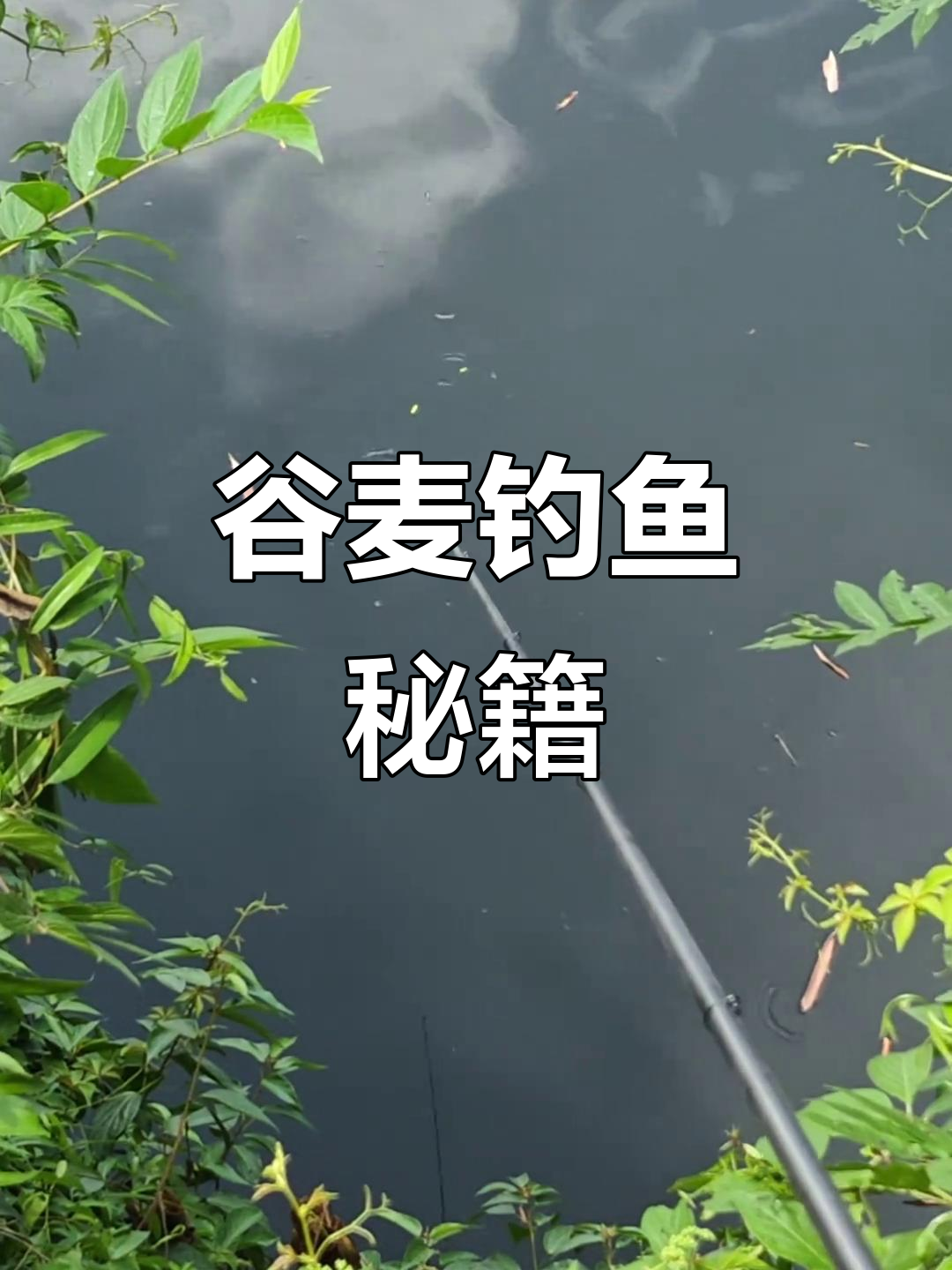 谷麦鲤鱼技巧(野钓鲤鱼制作谷麦方法)
