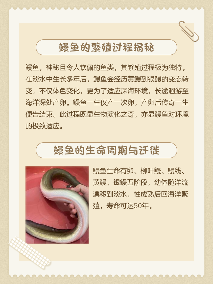 海钓鳗鱼几点最好(钓海鳗用几号钩)