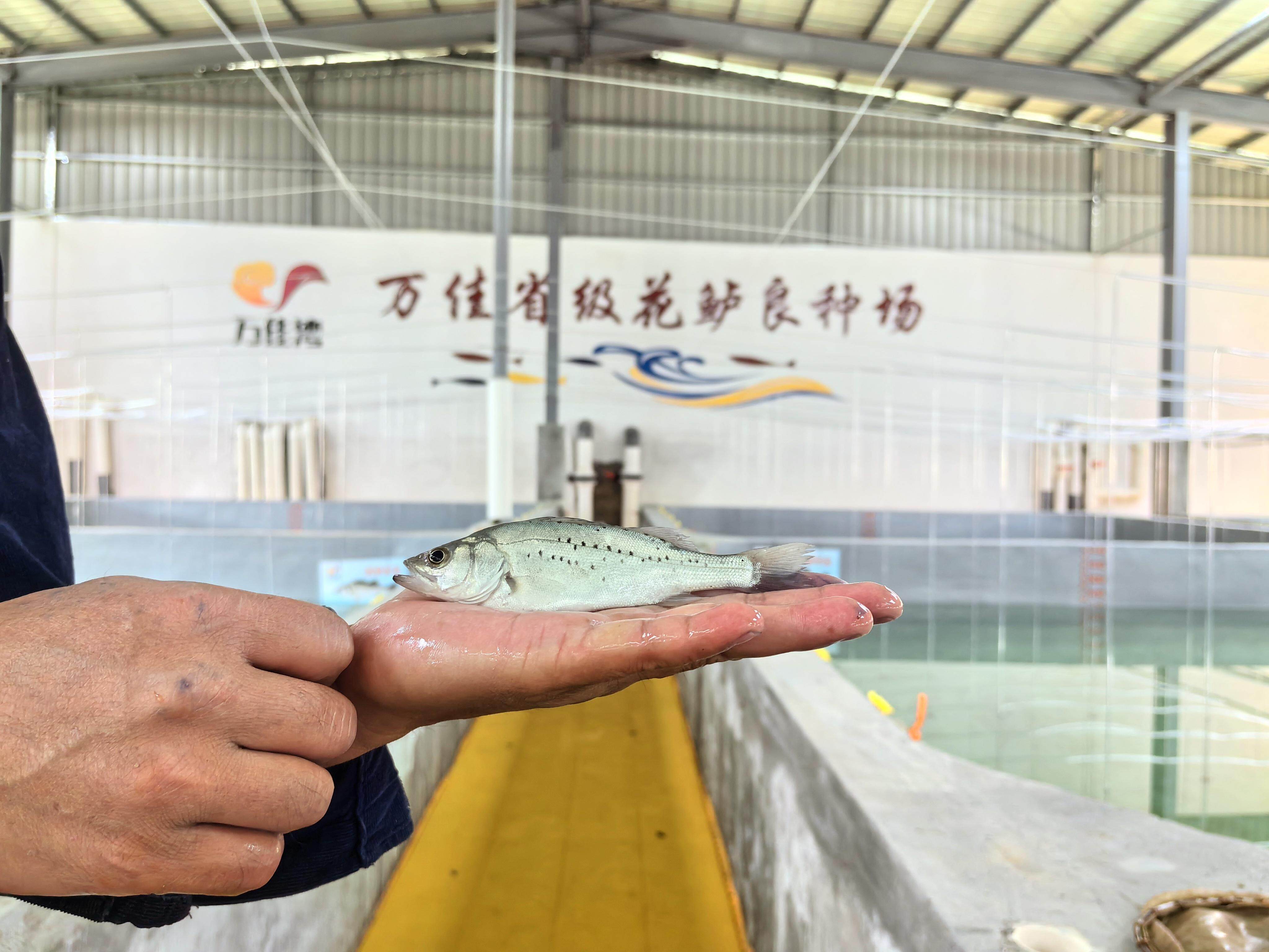 饶平海钓群(饶平一日游最佳路线图)