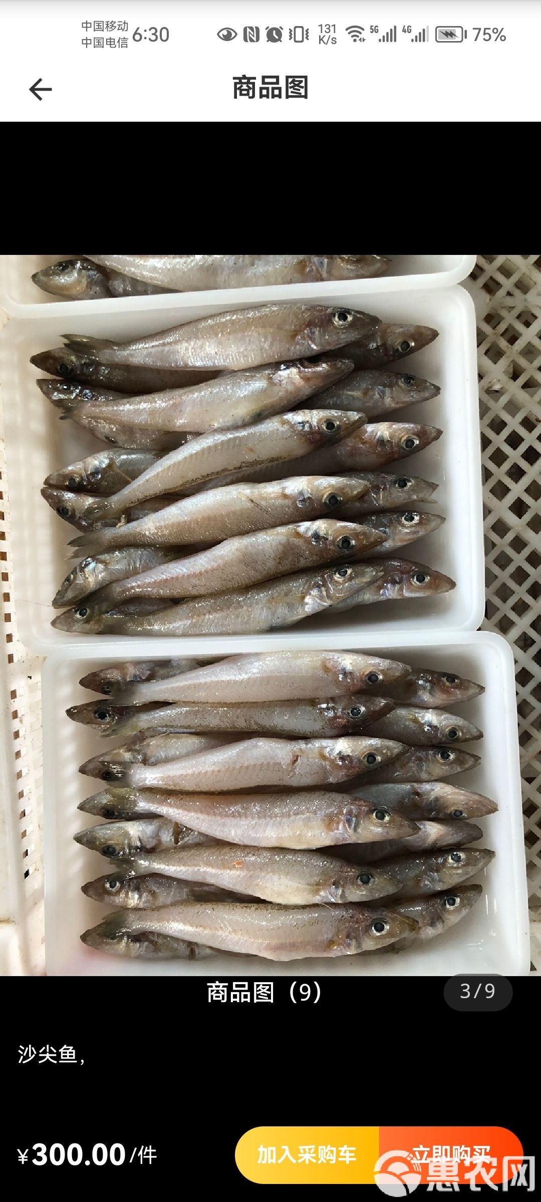 海钓沙尖(海钓沙尖鱼串钩做法)