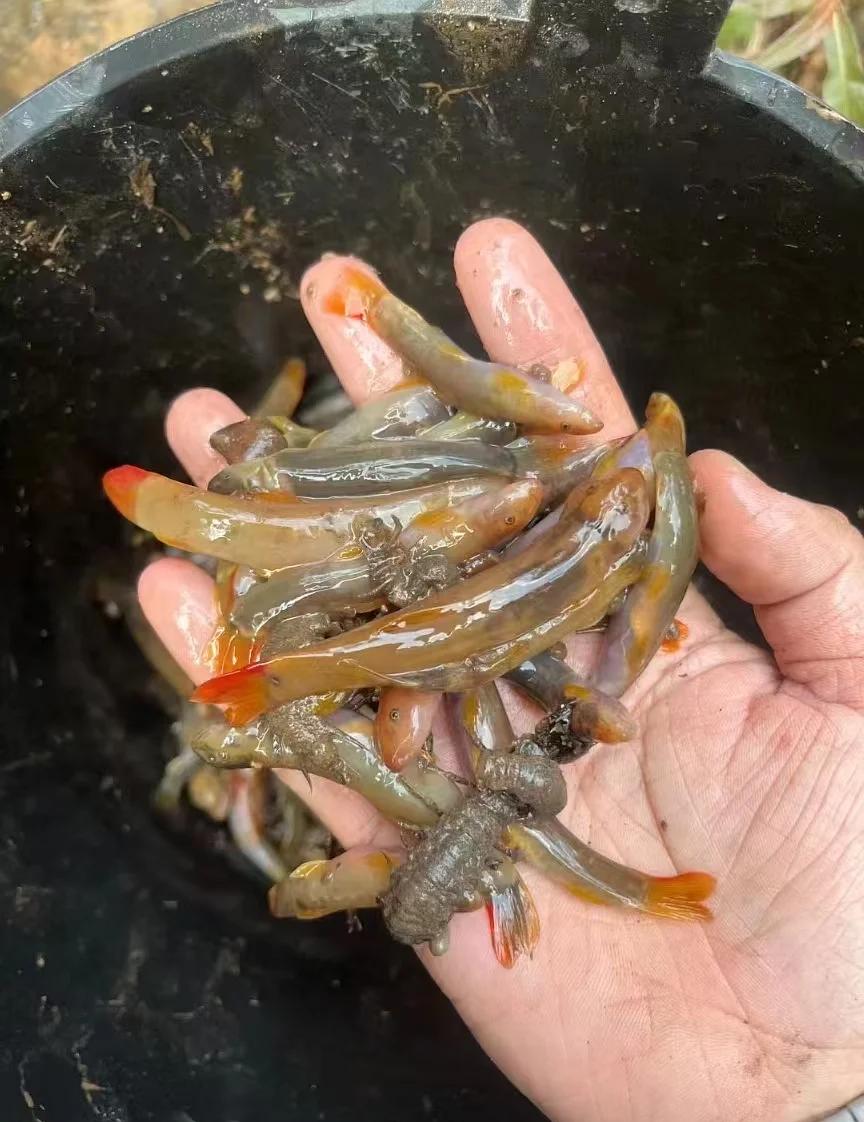 钓红尾巴鱼的技巧(钓红尾巴鱼的技巧视频)