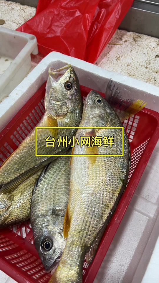 上大陈岛海钓(大陈岛海钓船老大电话)