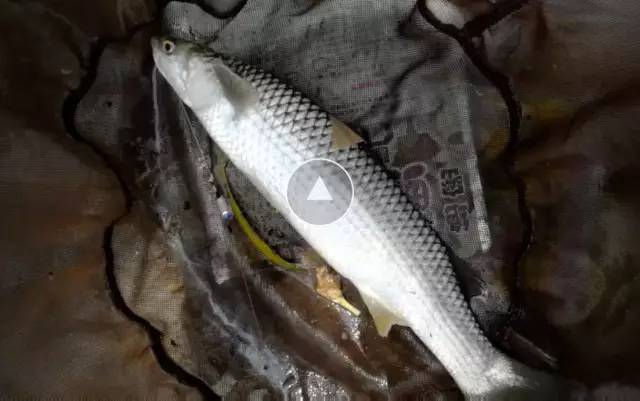 路亚桐庐富春江(桐庐富春江大坝介绍)