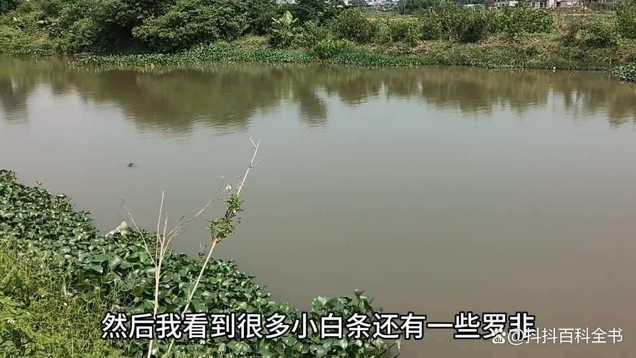 水葫芦洞钓鱼技巧(水葫芦钓鱼怎么钓)