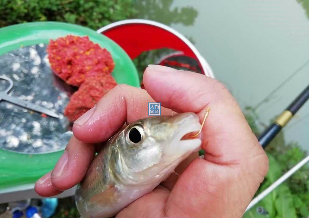 重唇鱼钓法技巧(野钓重唇鱼用什么商品饵)
