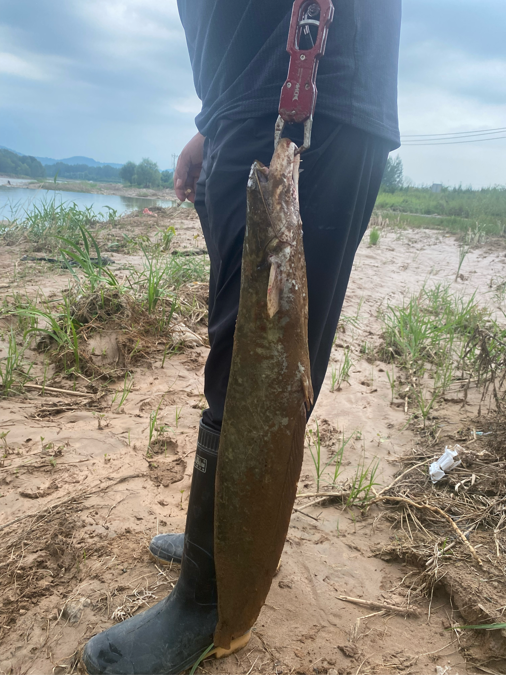 鲶鱼路亚竿(鲶鱼路亚钓法)