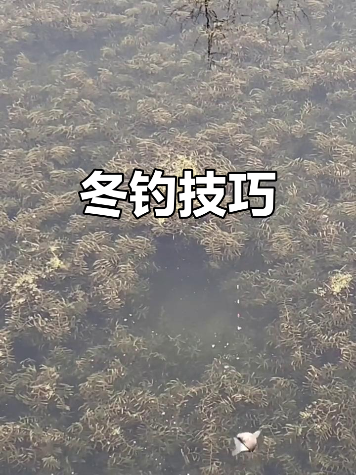 草窝技巧(草窝钓鱼视频)