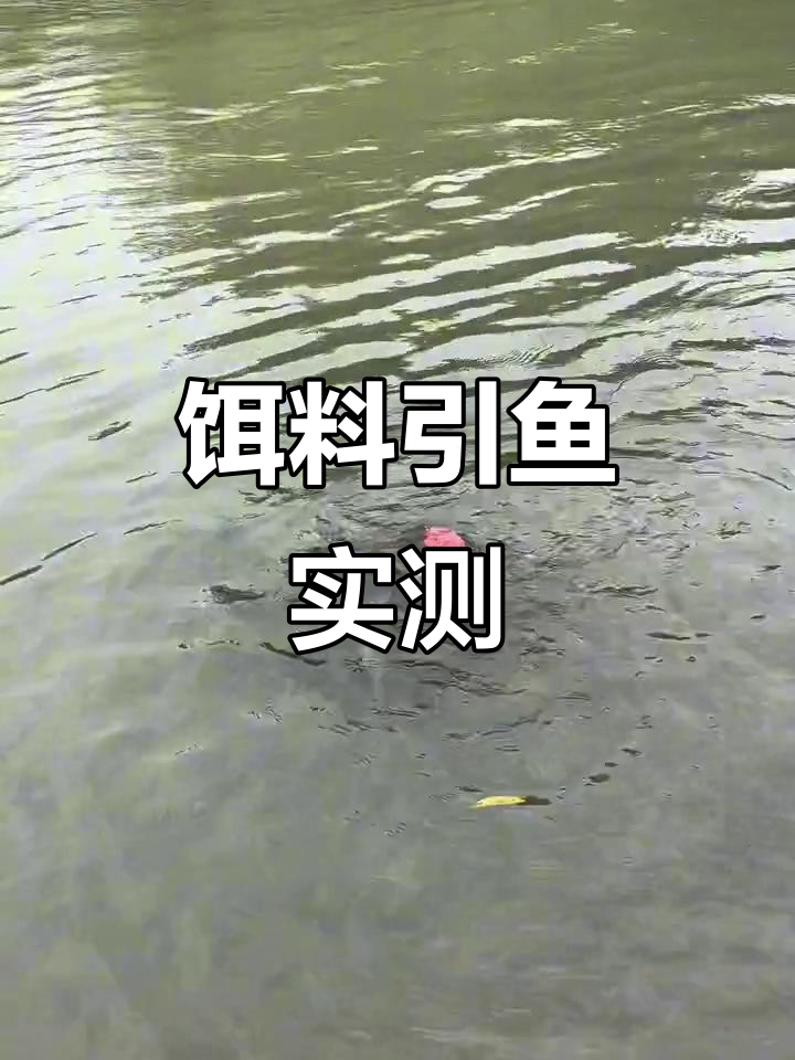 神奇诱鱼技巧(神奇诱鱼技巧攻略)