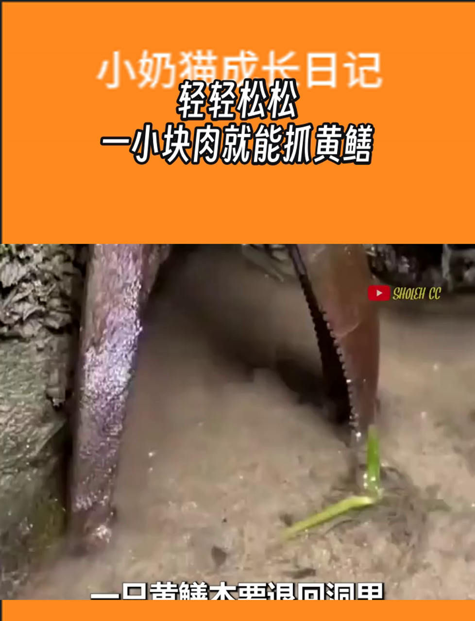 挖黄鳝的技巧(挖黄鳝的铲子)