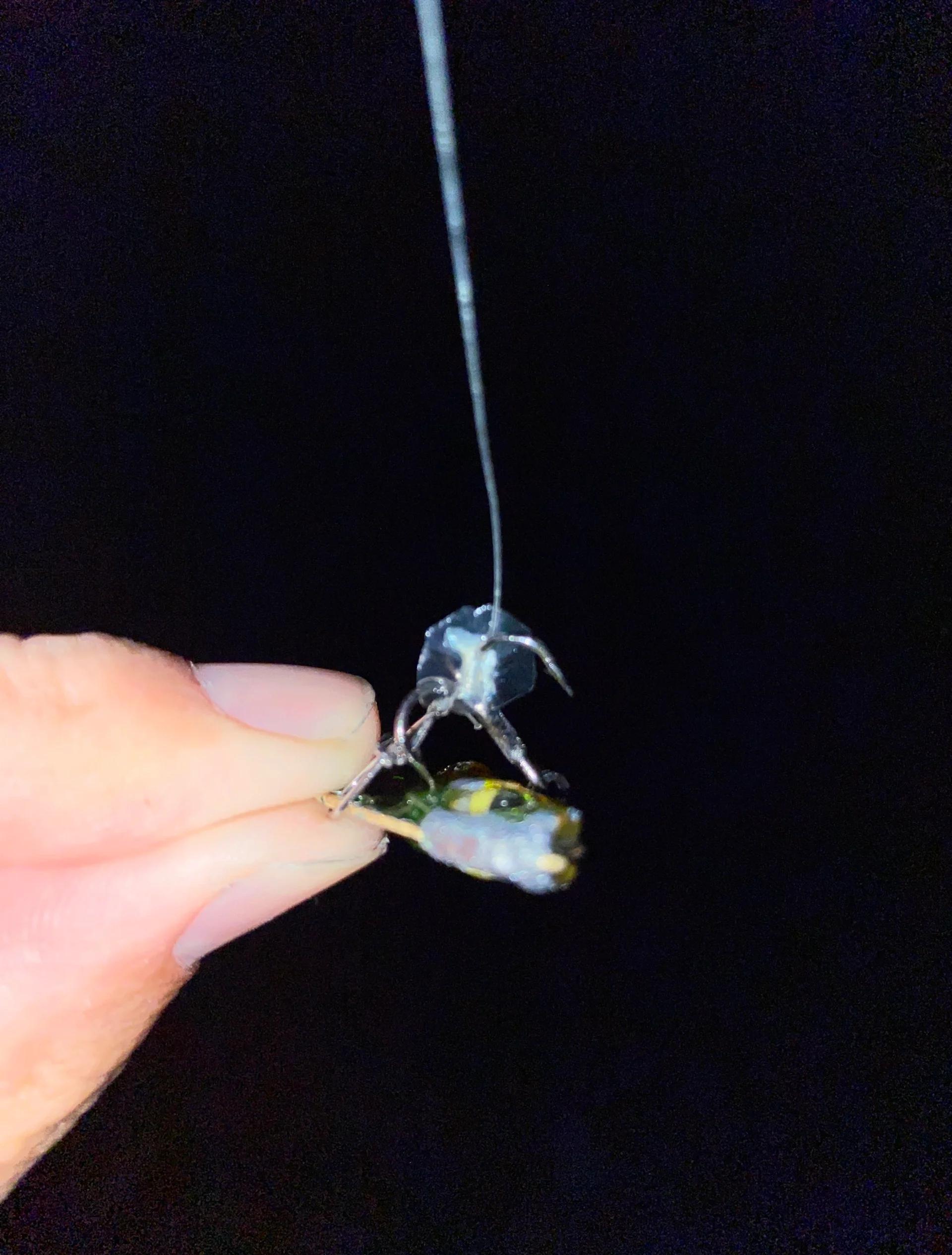 路亚装前导(路亚前导可以用台钓线吗)