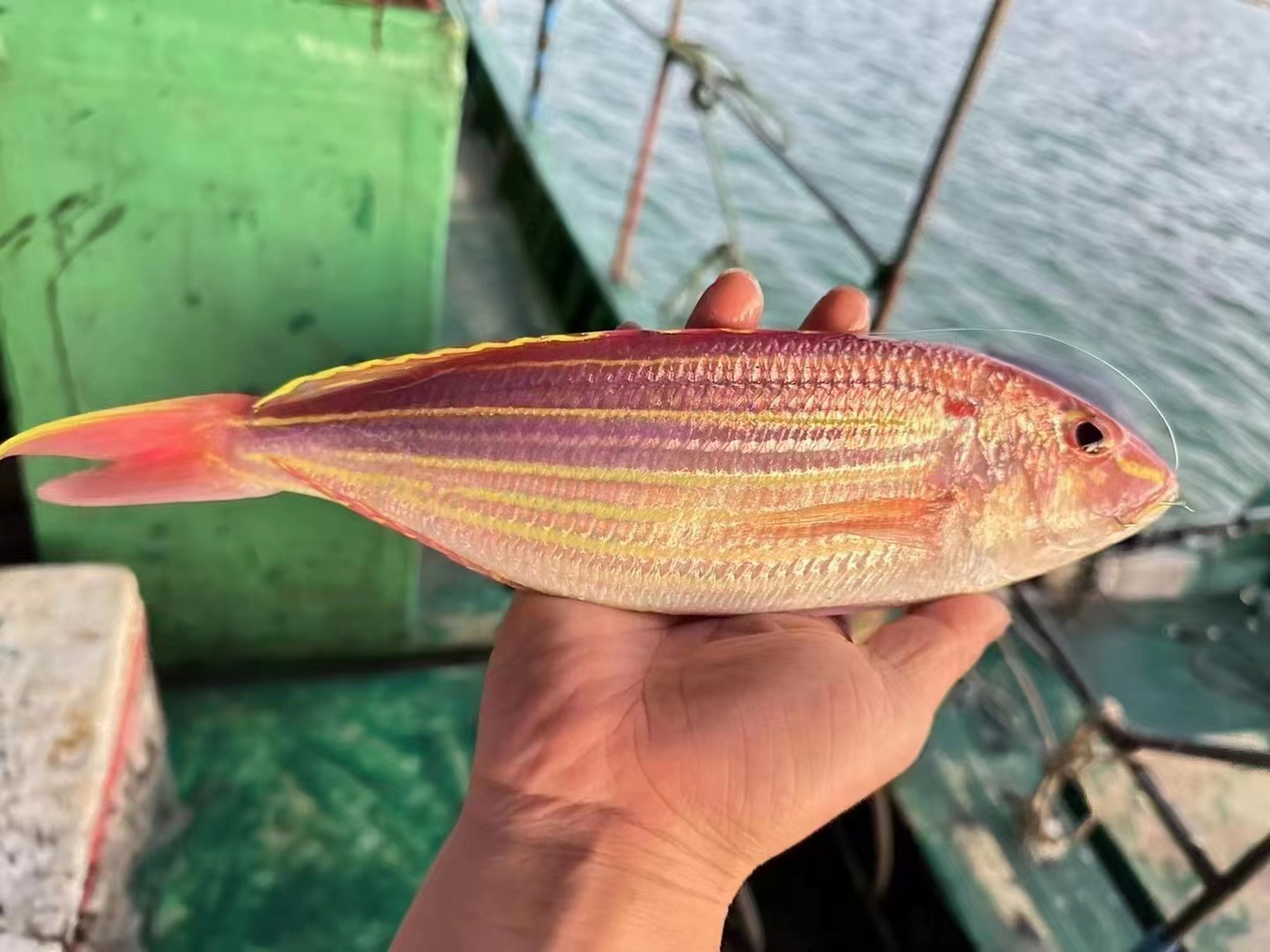 海钓小鱼是什么鱼(钓小海鱼用什么钩最好)
