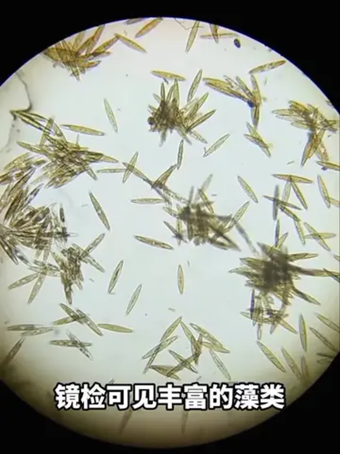 饵料加海藻(海藻味饵料)