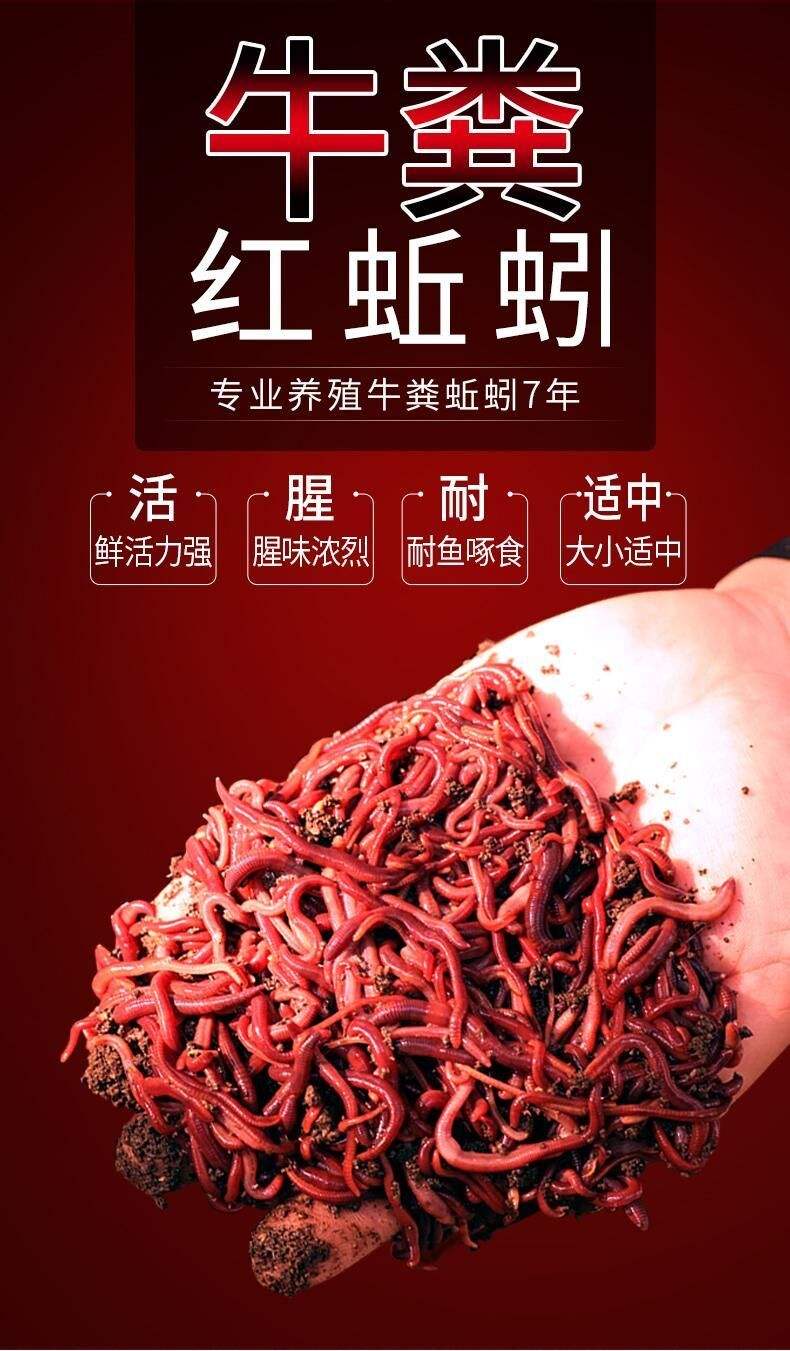 鱼饵料红虫蚯蚓(鱼饵料红虫蚯蚓怎么搭配)