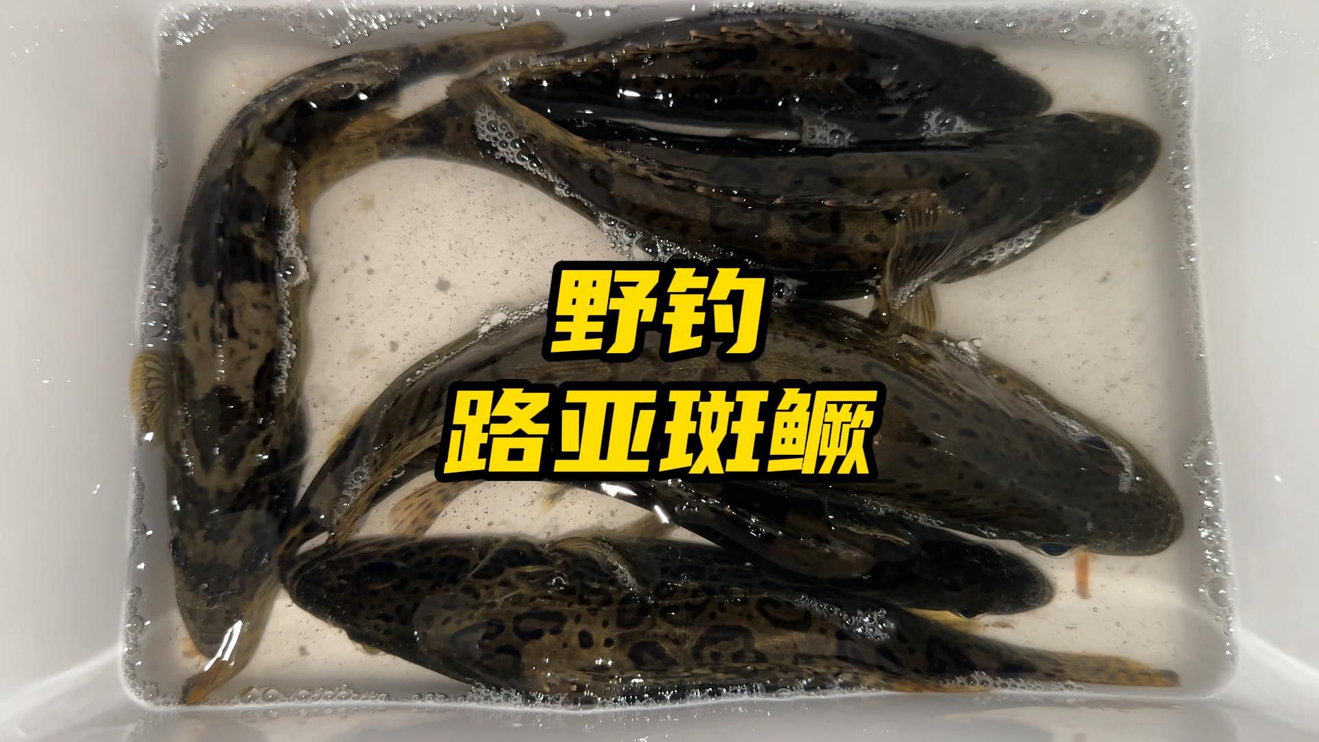 路亚淡水斑鱼(路亚竿十大排行榜)