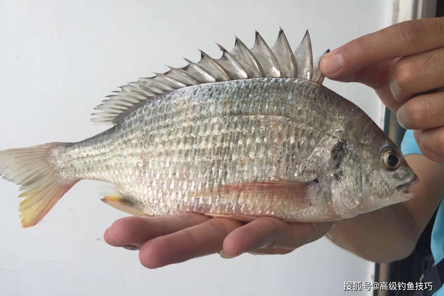 海钓鲷类鱼技巧(海雕鱼怎么钓)