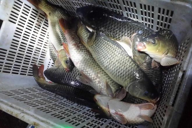 黑坑偷驴钓鲤技巧(黑坑偷驴视频钓鱼视频鲤鱼)