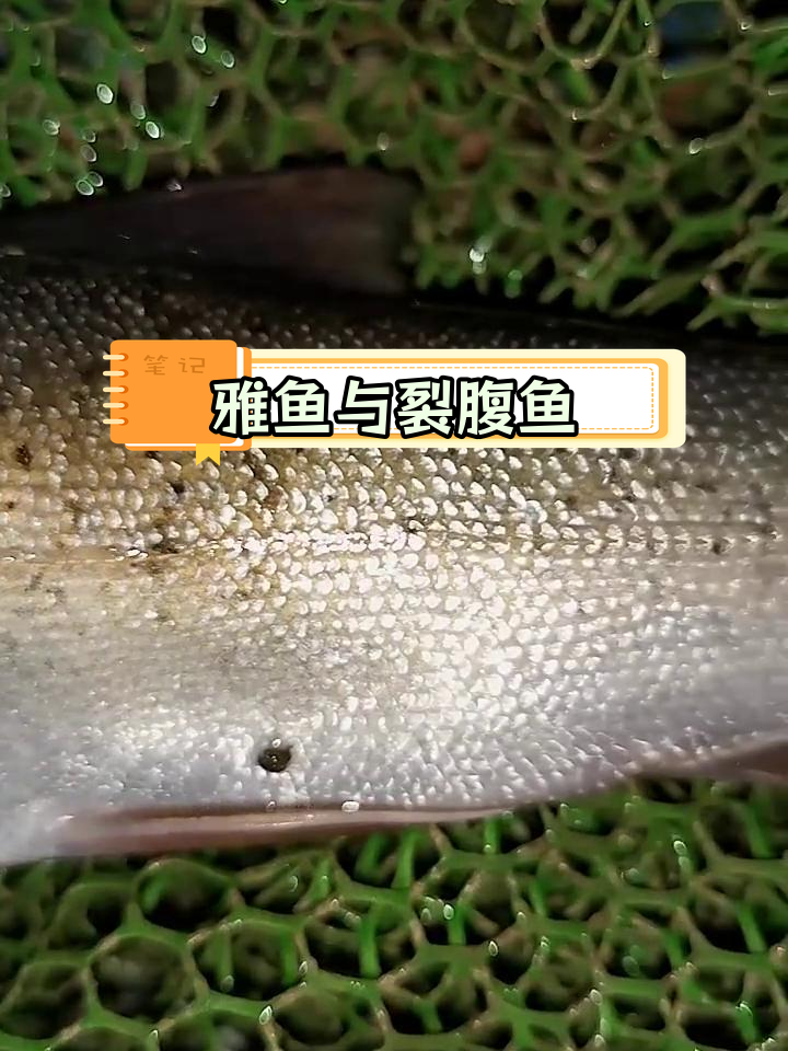 路亚裂腹鱼(钓裂腹鱼用什么鱼钩)