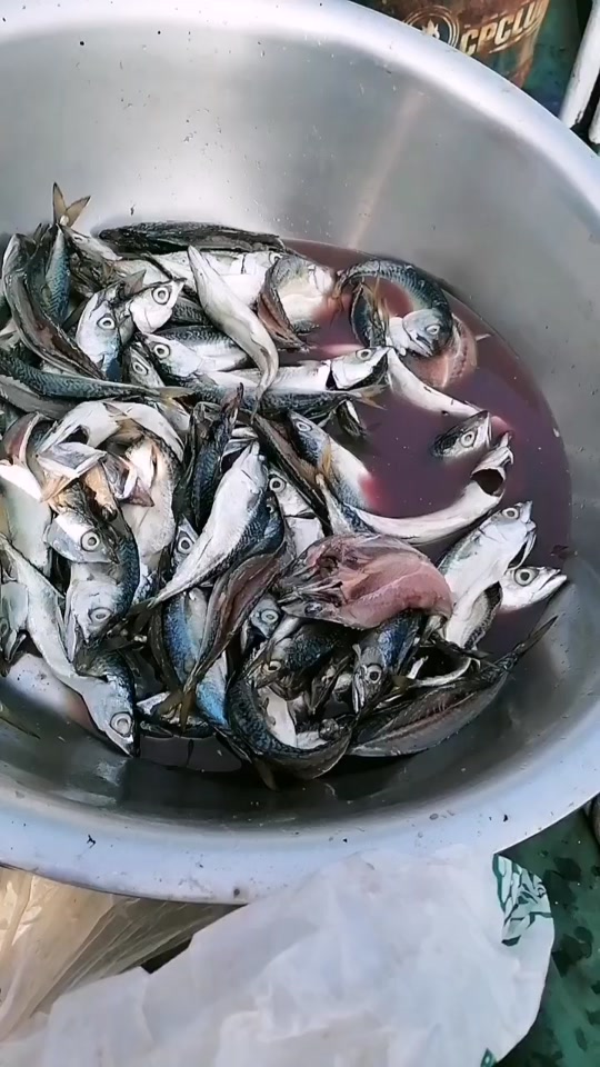 海钓鲐鲅鱼技巧(海钓技巧和方法大全)