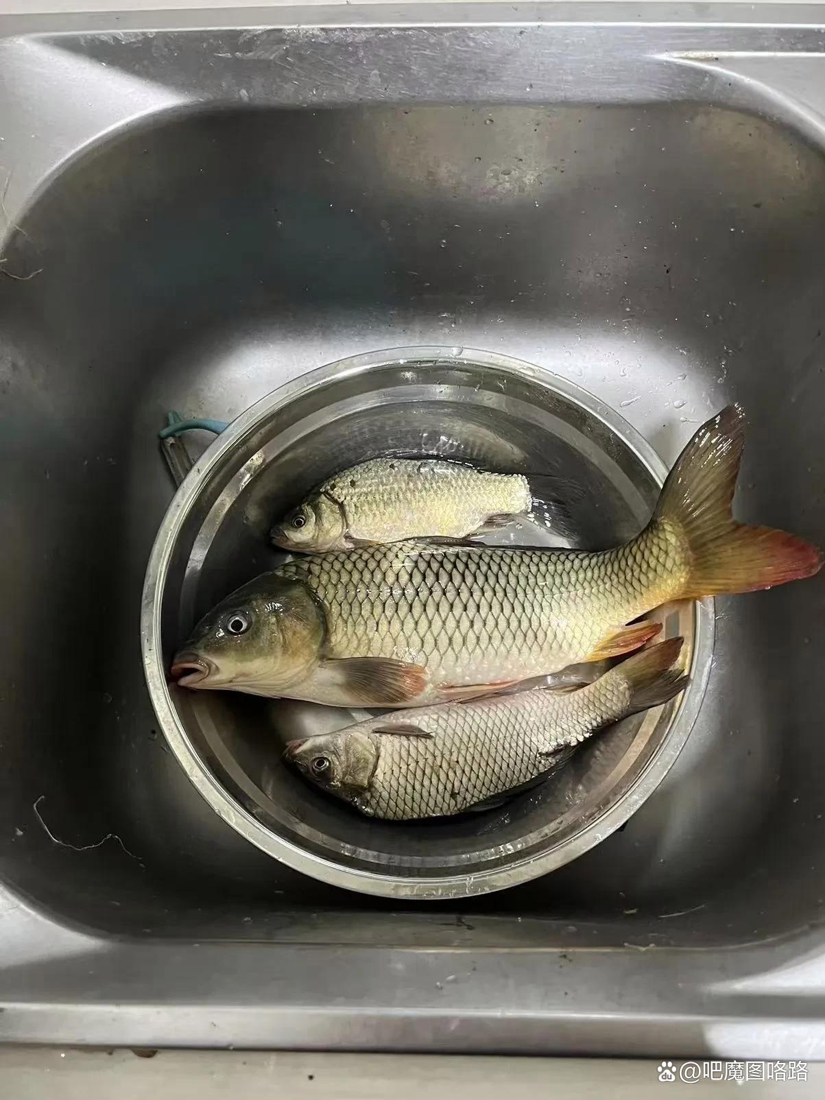 夏季水库钓鲤鱼技巧(夏季水库钓鲫鱼技巧)