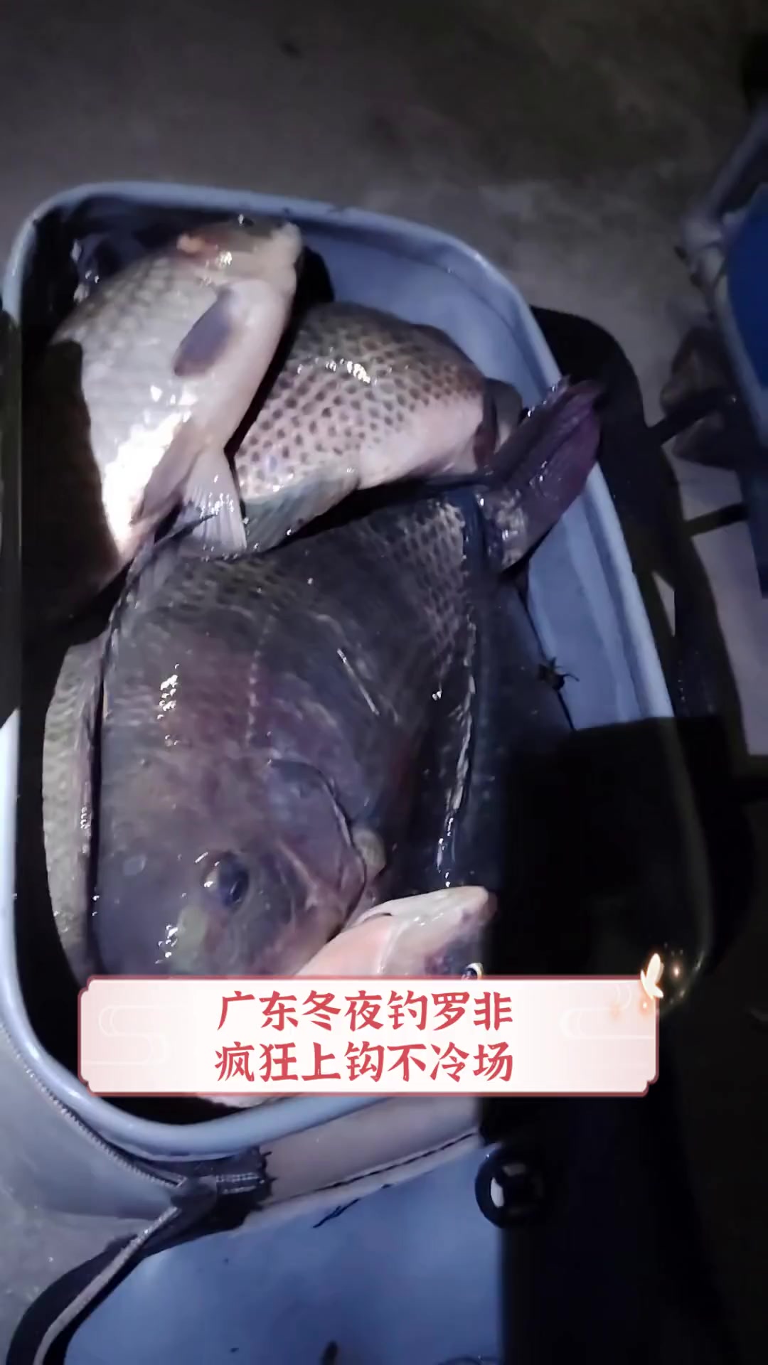 南方水库冬天钓罗非技巧(南方水库钓罗非用什么饵料)