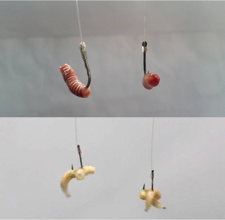 蚯蚓饵料红虫都没口(使用蚯蚓红虫调几钓几最好)