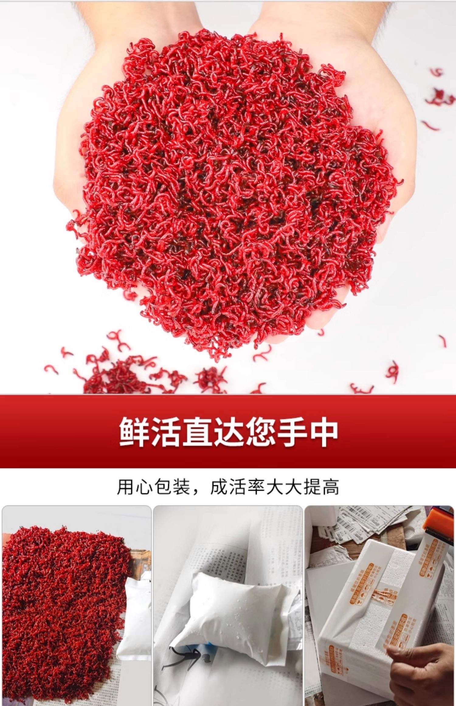 海钓用红虫粉好吗(为什么红虫不能用手碰)