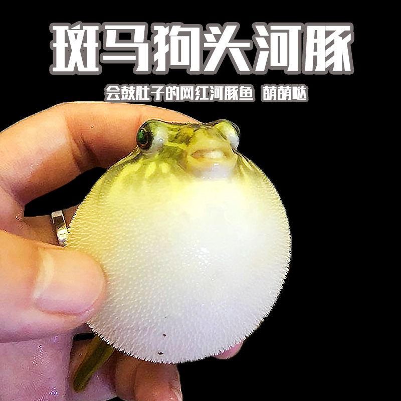 河豚鱼苗饵料(河豚鱼苗饵料有哪些)