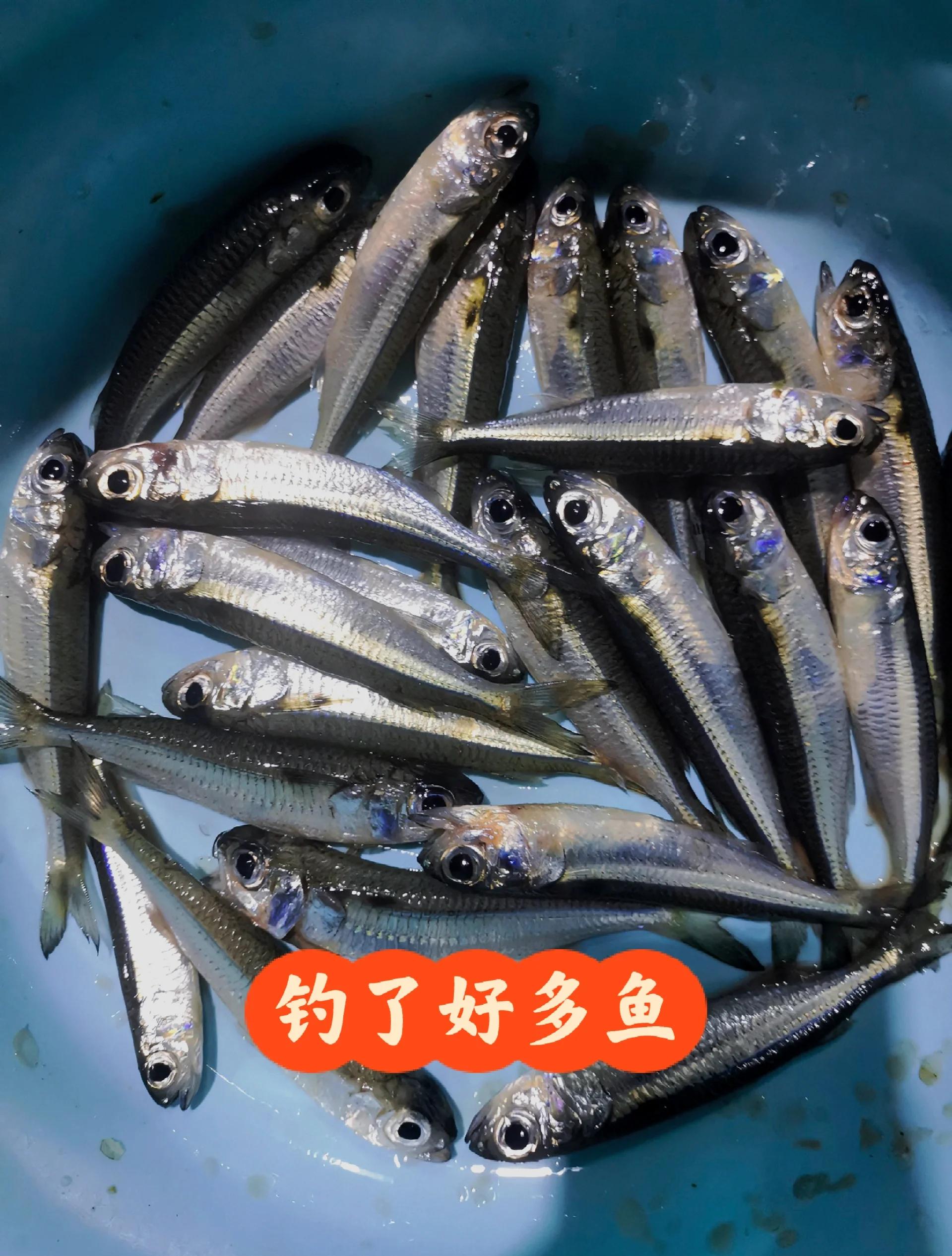 深圳9月海钓什么鱼(深圳海钓最佳地点2020)