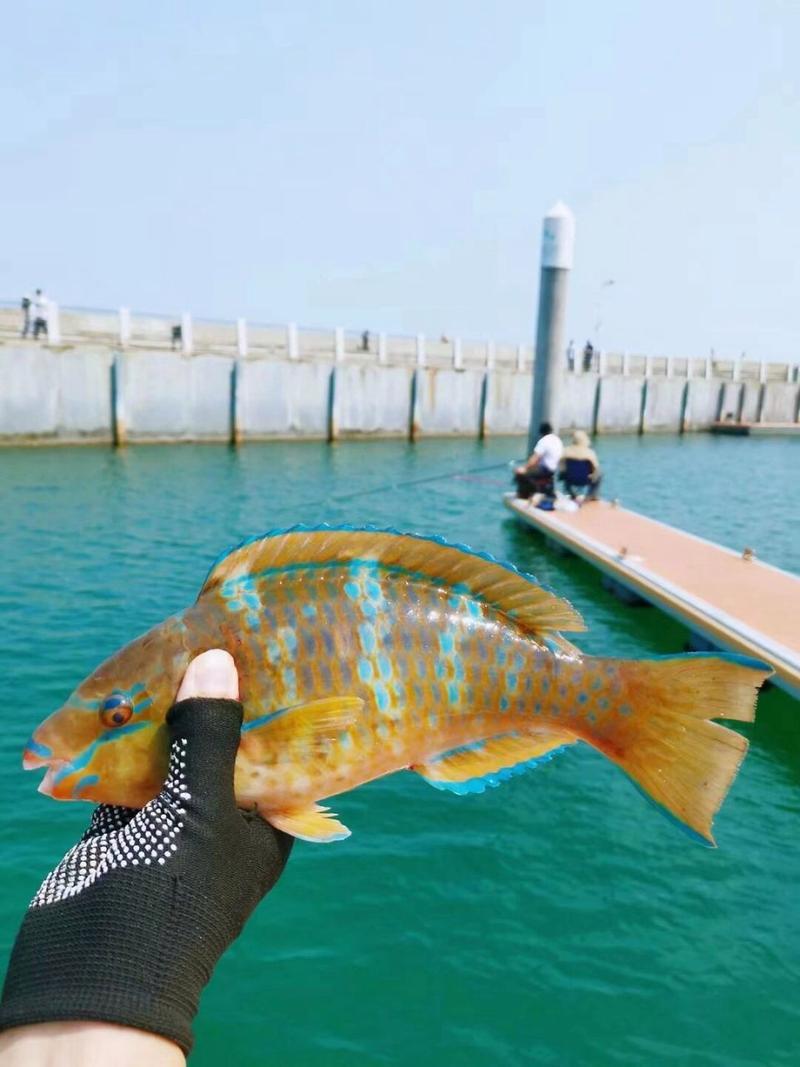 深圳9月海钓什么鱼(深圳海钓最佳地点2020)