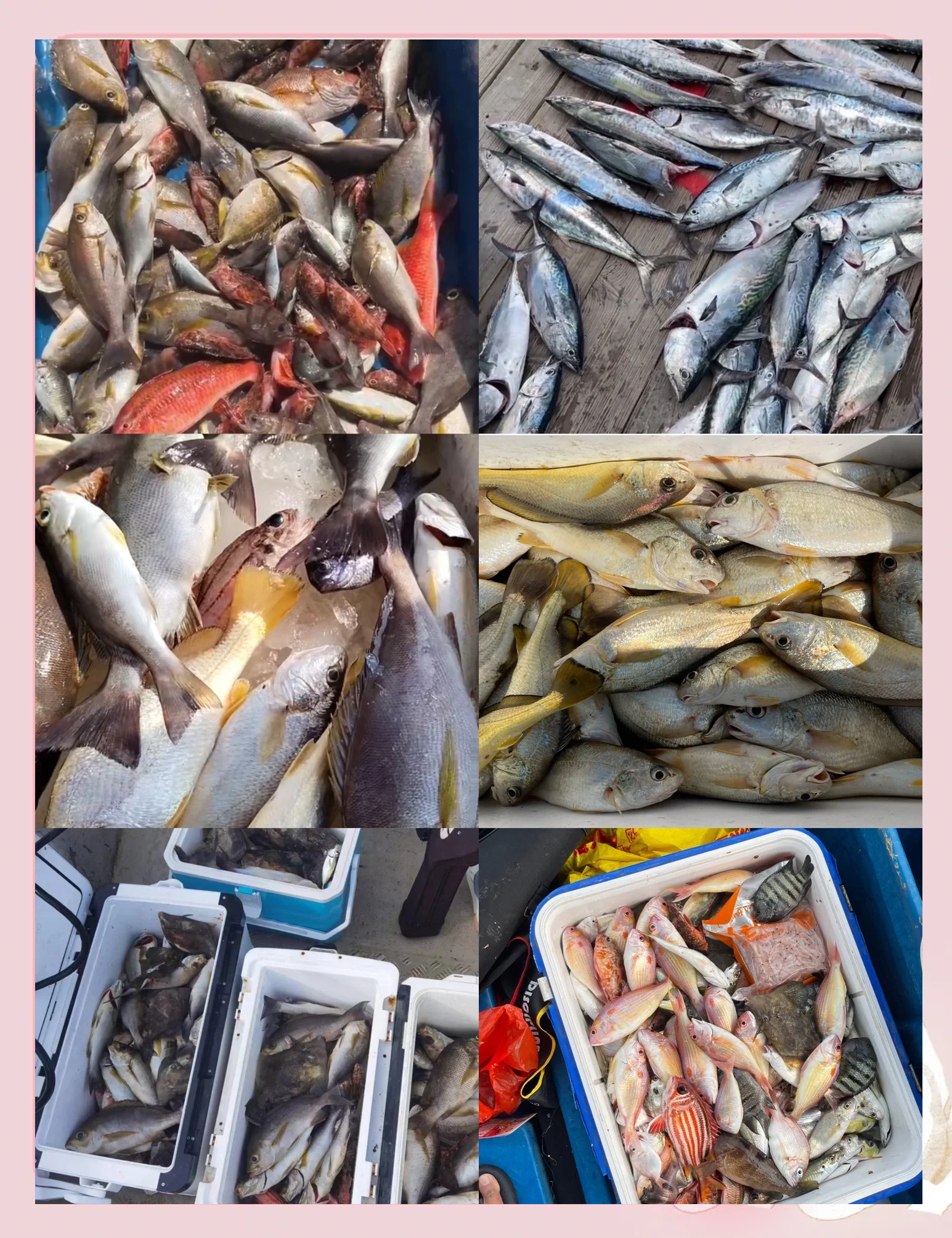 惠州海钓日记(惠州海钓鱼的地方有哪些)