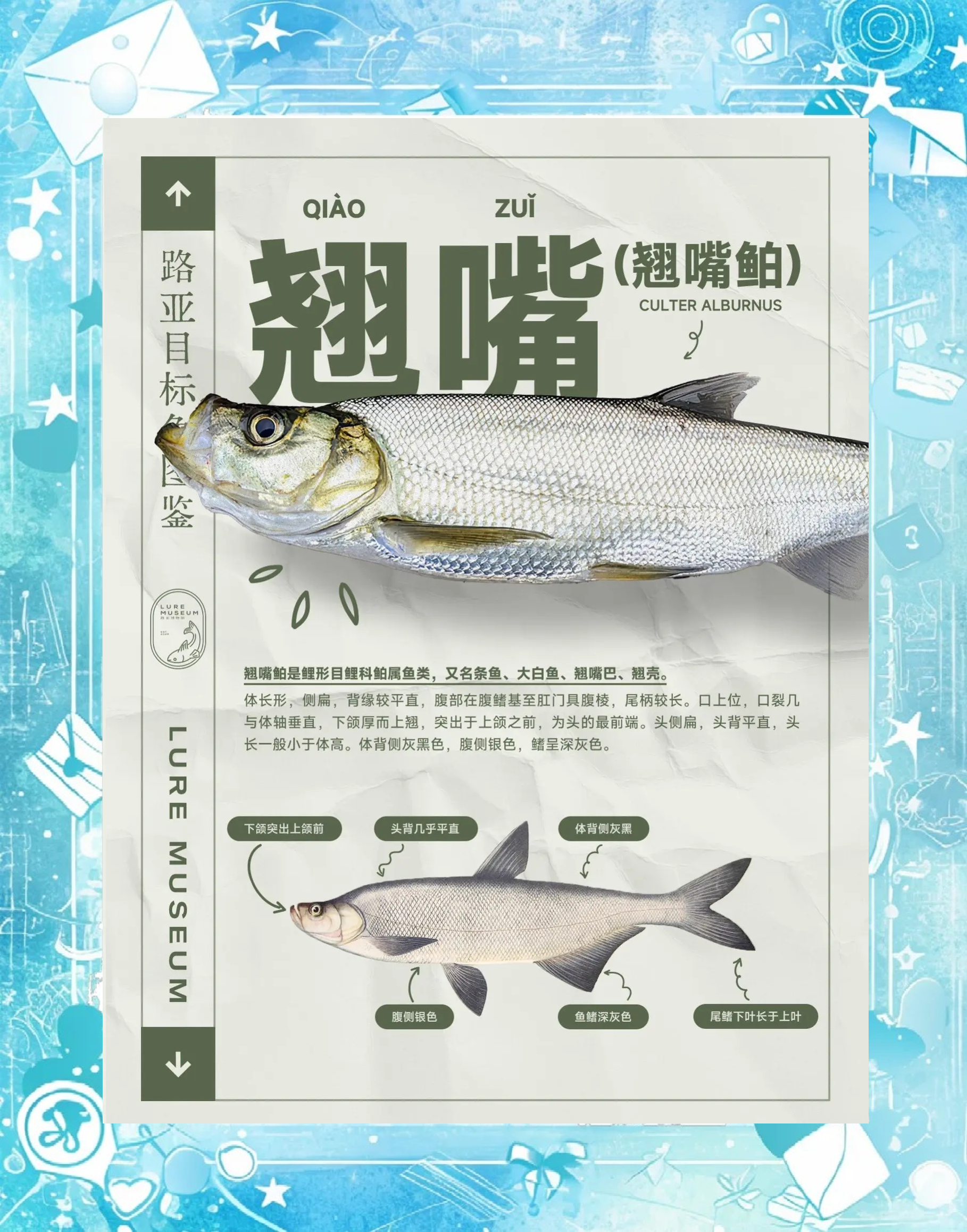 拖钓翘嘴技巧(拖钓怎么钓)