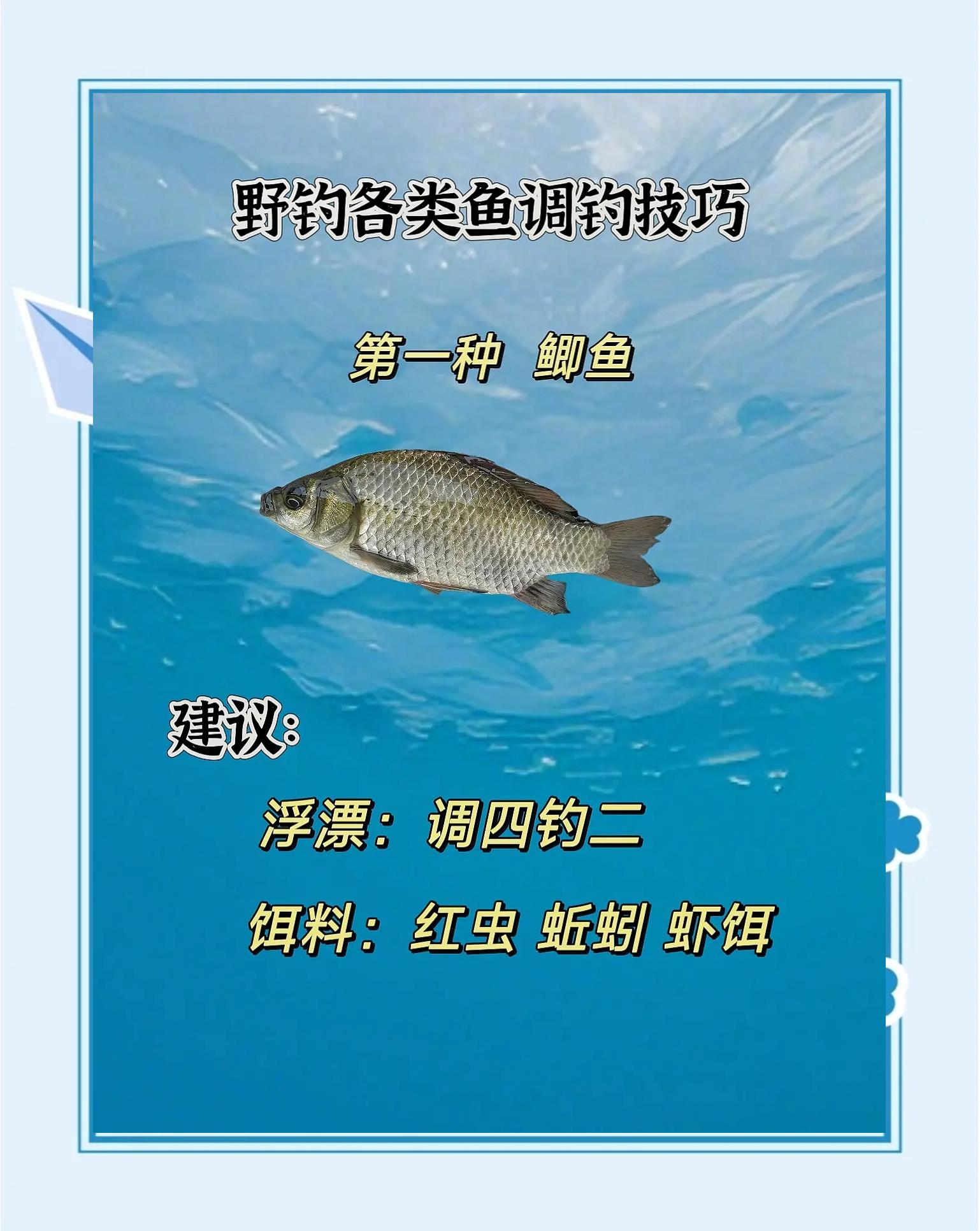 野钓鲤鱼调鱼漂技巧(野钓鲤鱼调漂最佳方法视频教程)