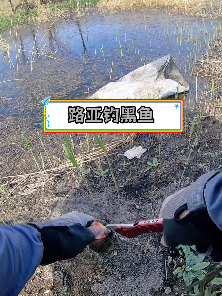 静海钓鱼小时坑(天津静海钓场视频)