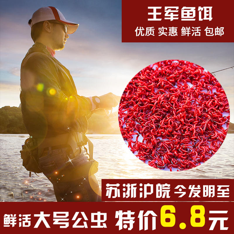 红虫海钓(红虫钓海鱼)