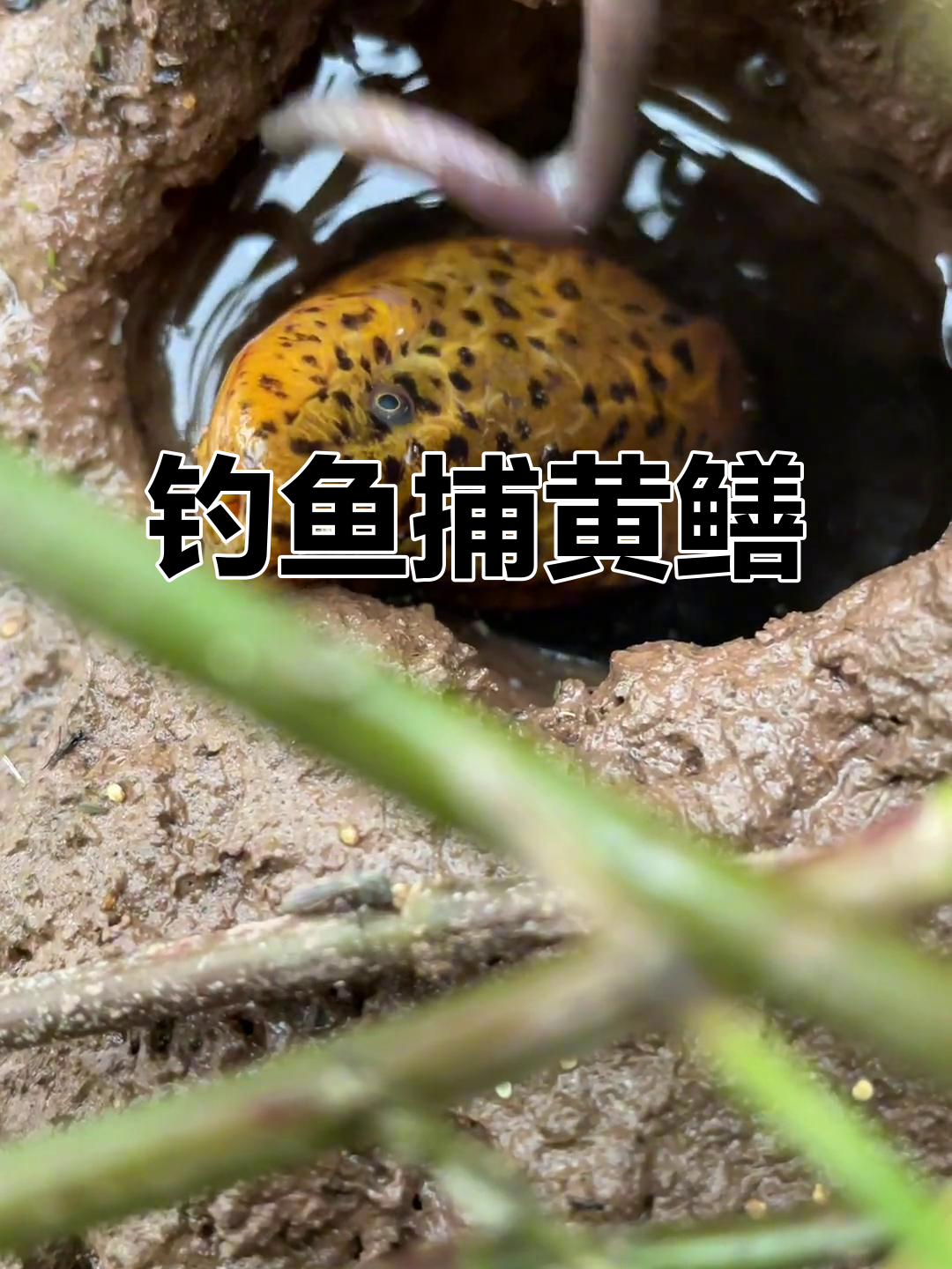 钓鳝鱼关键技巧(钓鳝鱼技巧视频)