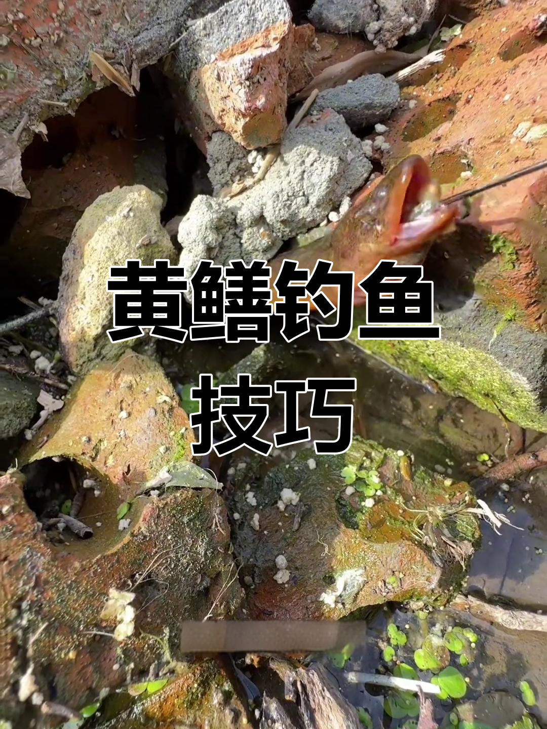 钓鳝鱼关键技巧(钓鳝鱼技巧视频)