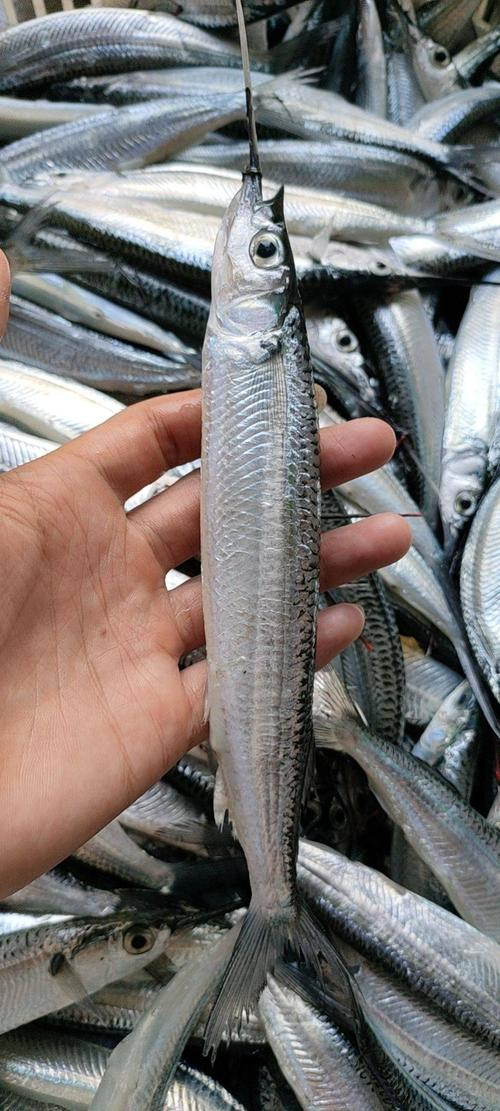 海钓马步(海钓马步鱼技巧视频)