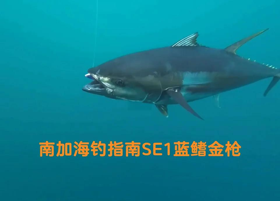 海钓蓝鳍金枪鱼(海钓蓝鳍金枪鱼钓位多少合适)