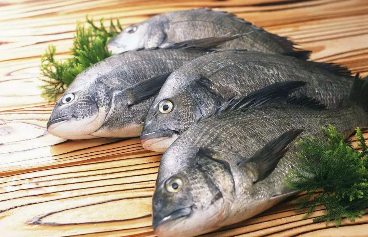 威海钓黑鲷牡蛎排(海钓黑鲷及钓法视频)