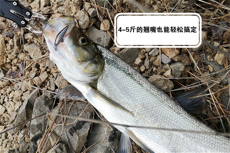 餐条路亚不吃(路亚餐条技巧)