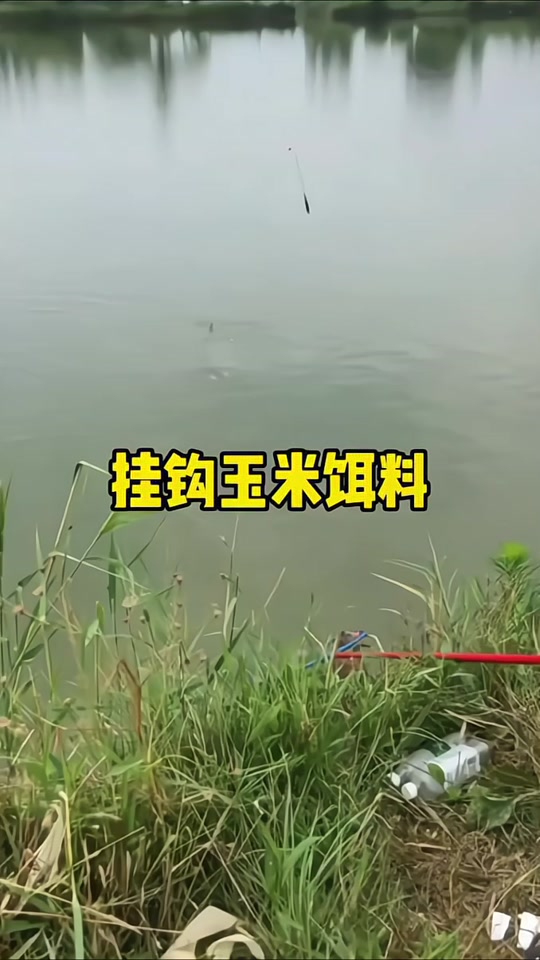 地瓜玉米饵料配方(地瓜玉米钓鱼哪个好)