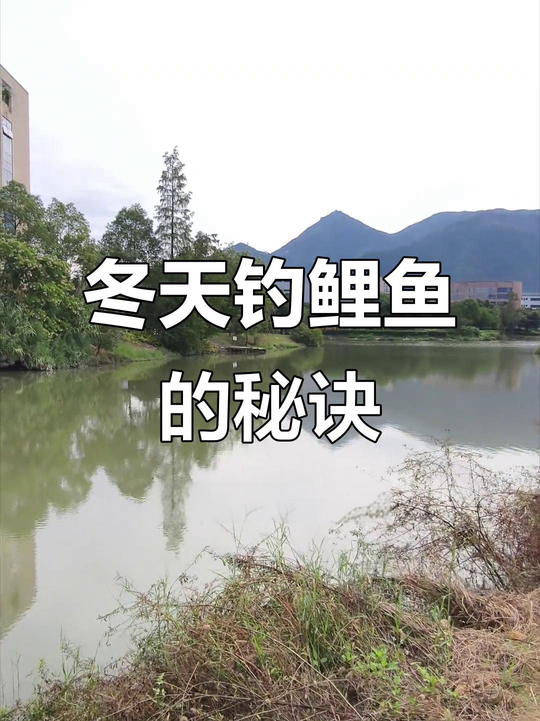 冬季黑坑鲤鱼开口小技巧(冬季黑坑鲤鱼鱼饵配方)