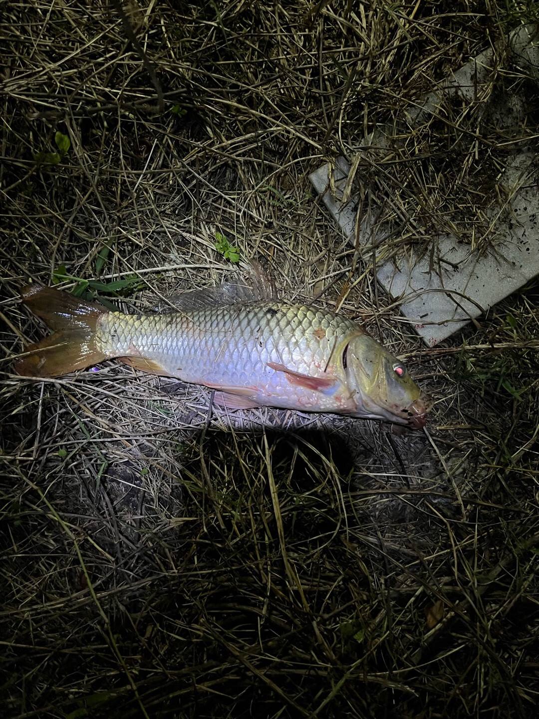海钓杆钓河鱼(海钓杆在河里可以钓鱼吗)
