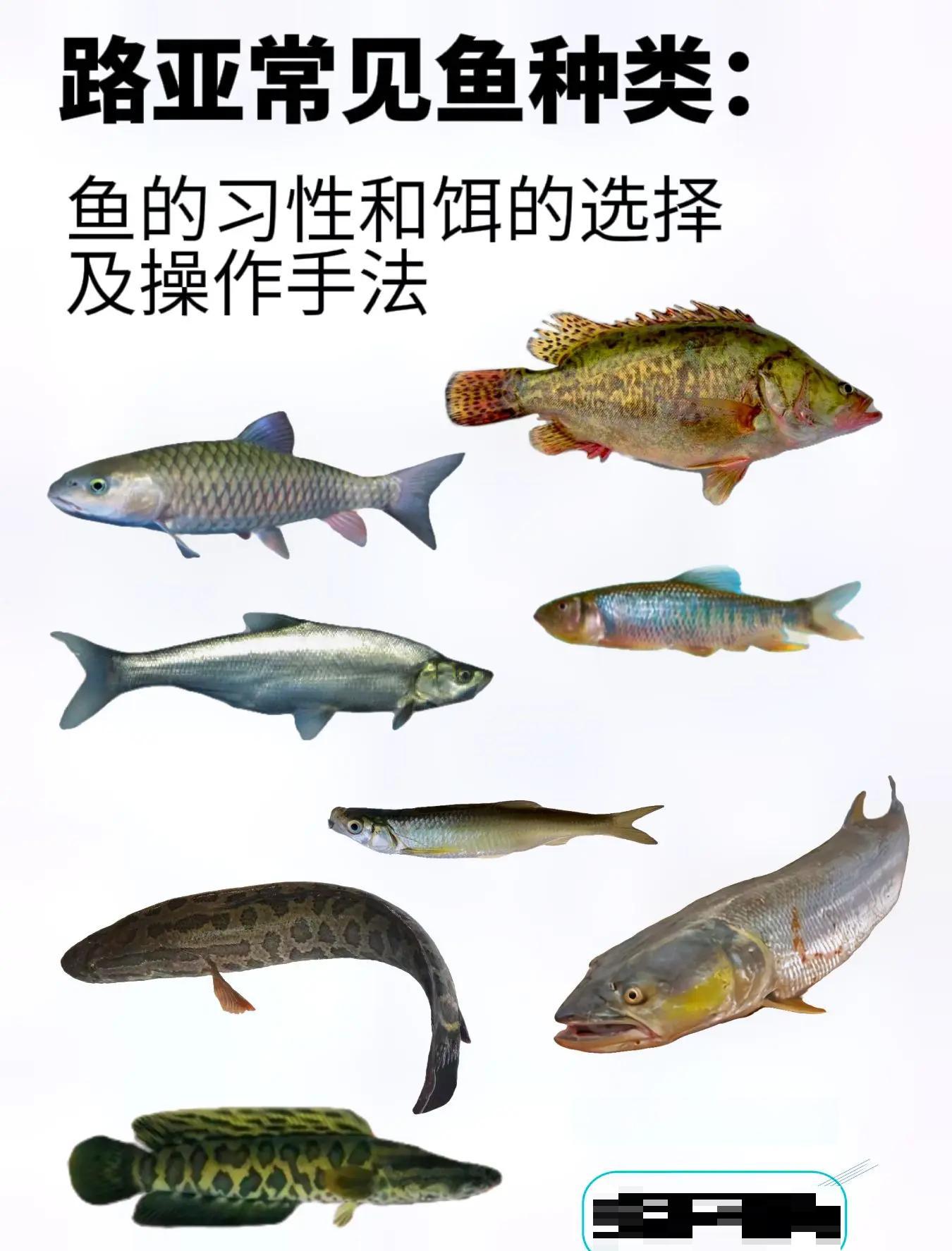 路亚泥鳅怎么钓鱼(路亚泥鳅技巧)