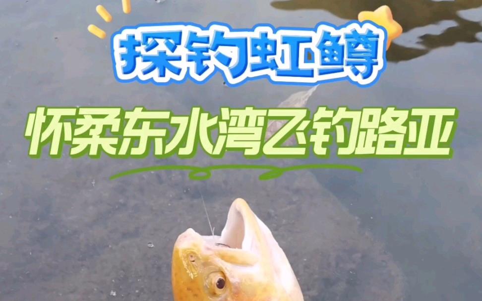 大邑路亚虹鳟(路亚虹鳟鱼怎么钓)