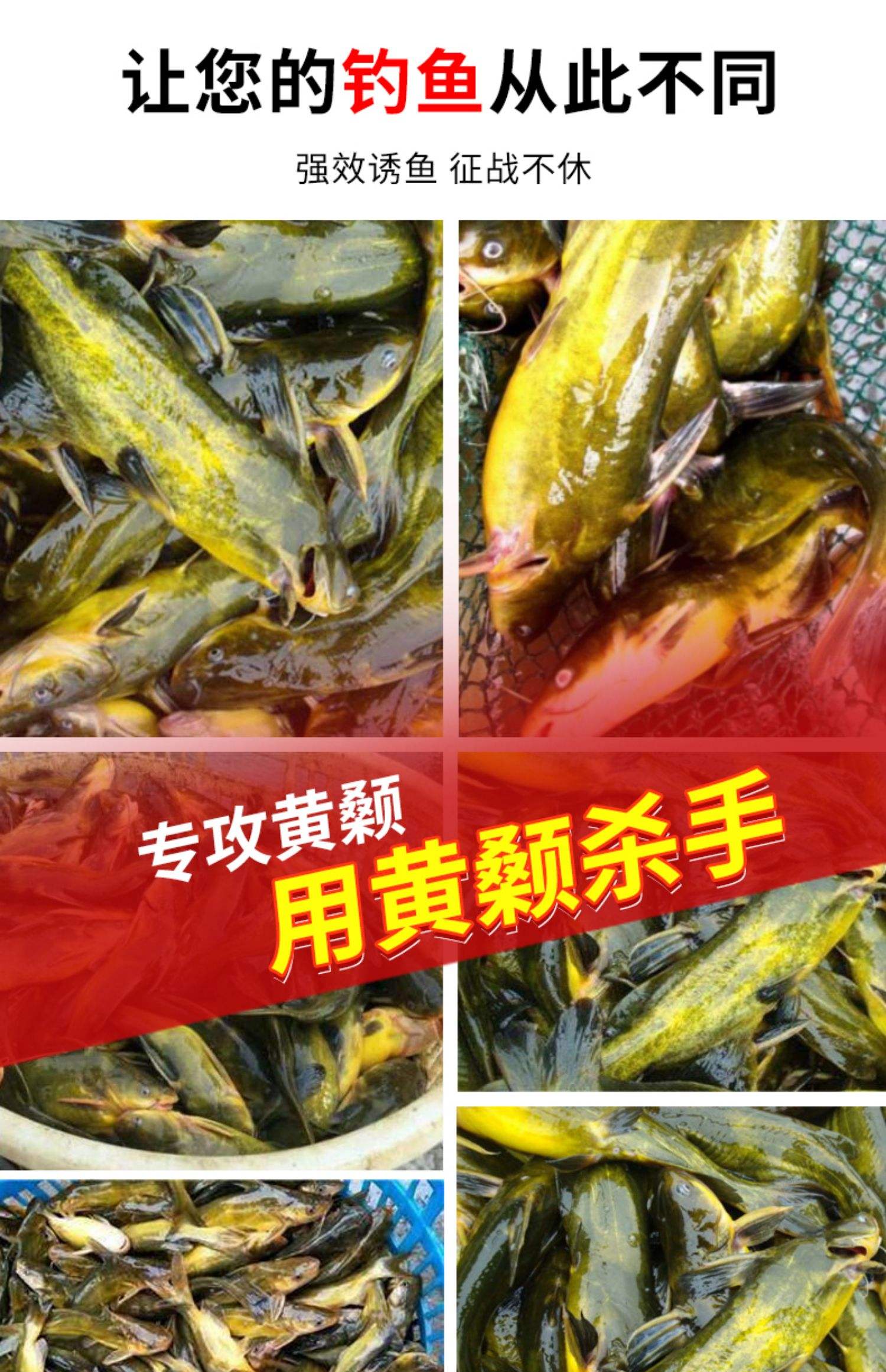 夏季钓黄颡技巧(夏季钓黄颡技巧)